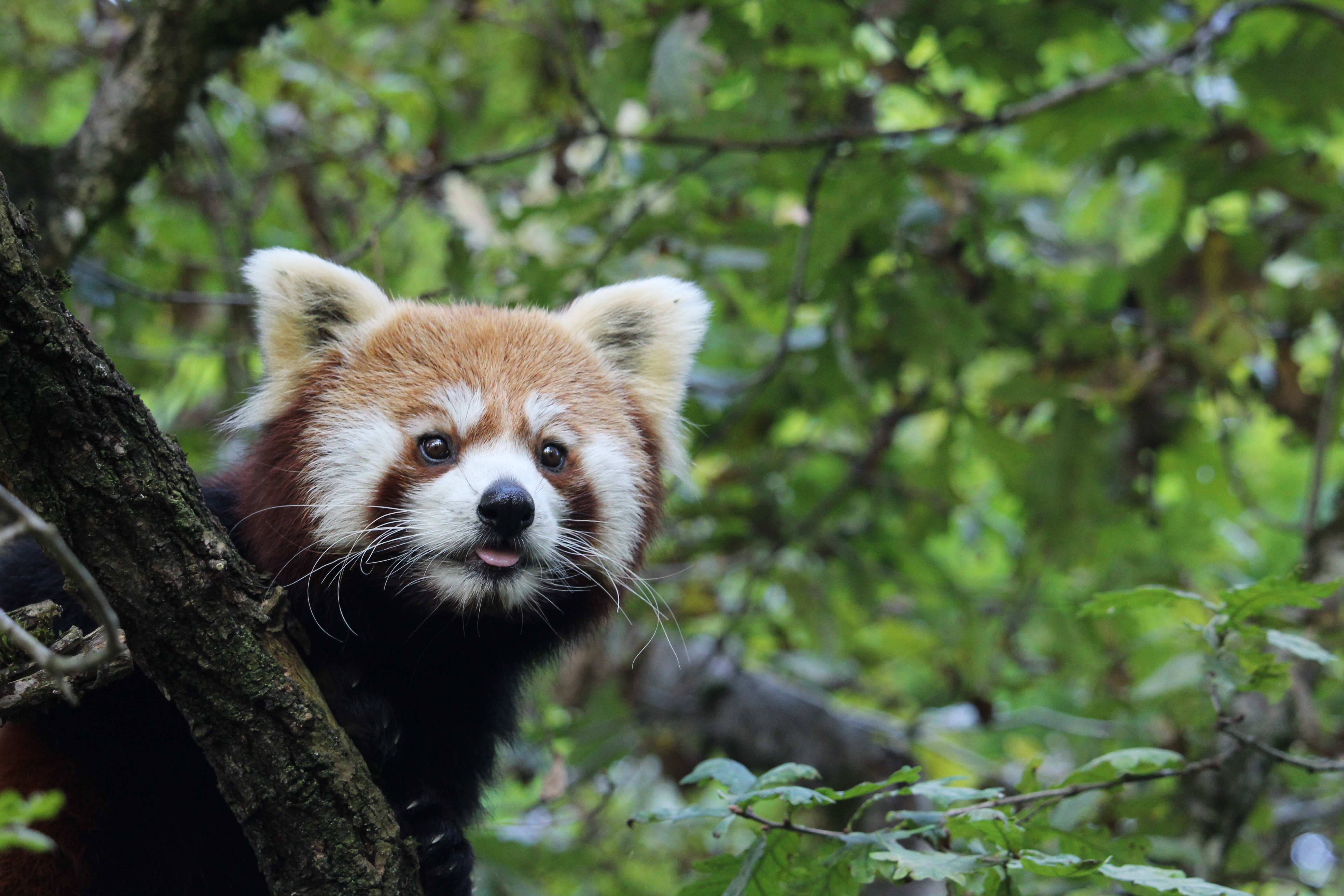 UZH Botanical Garden, Zurich, ZH, Switzerland ~ 3 April 2026