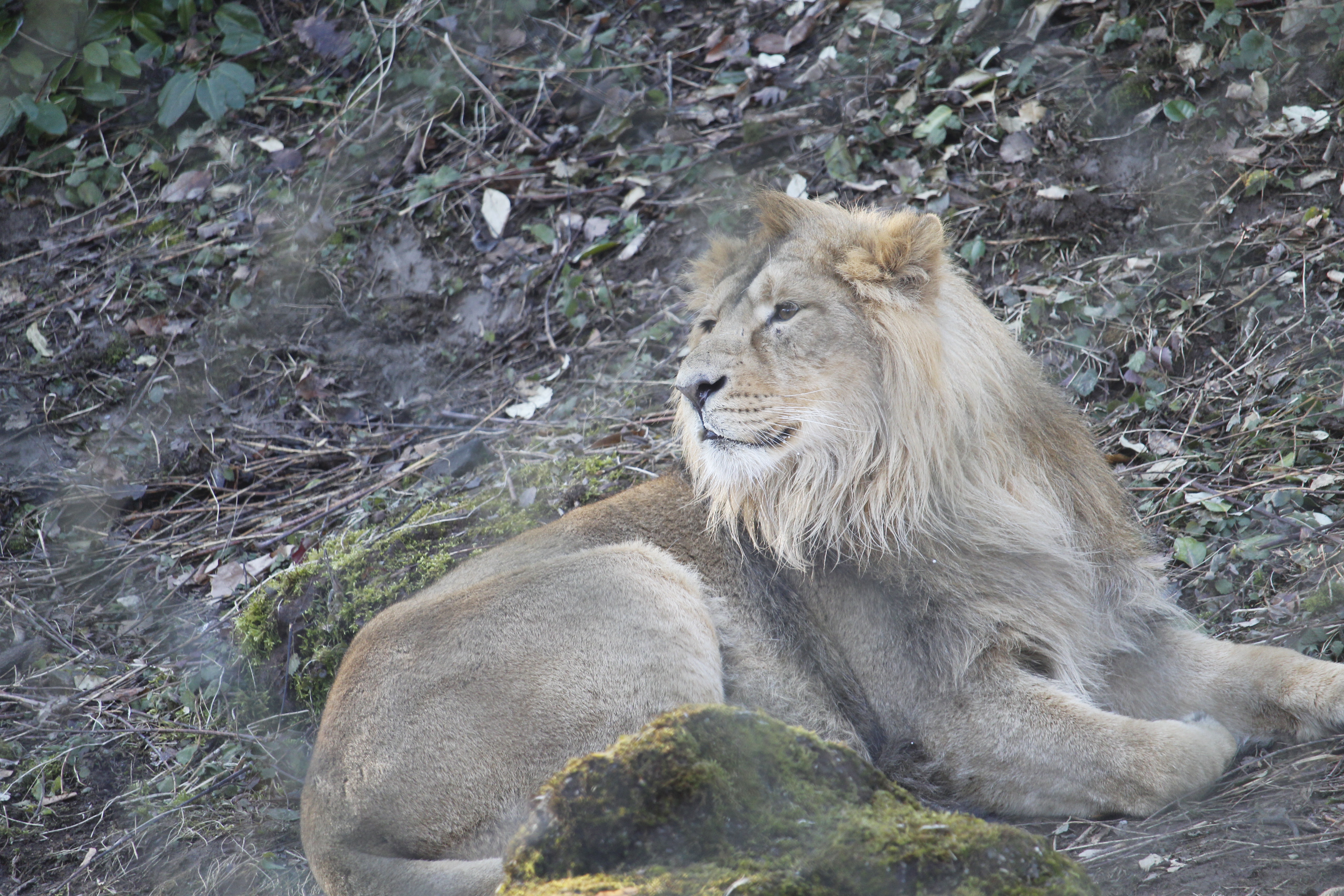 UZH Botanical Garden, Zurich, ZH, Switzerland ~ 3 April 2026