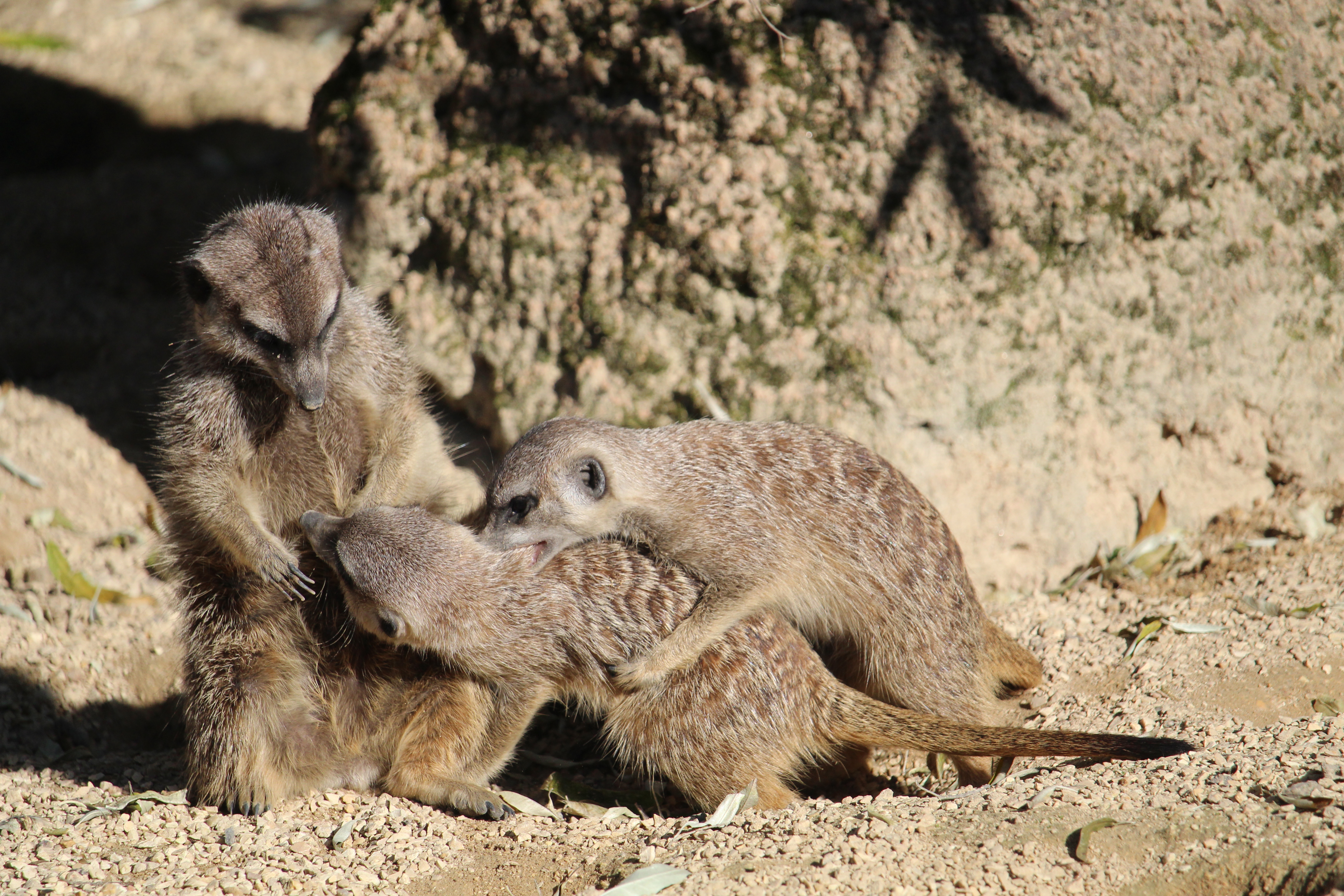 UZH Botanical Garden, Zurich, ZH, Switzerland ~ 3 April 2026
