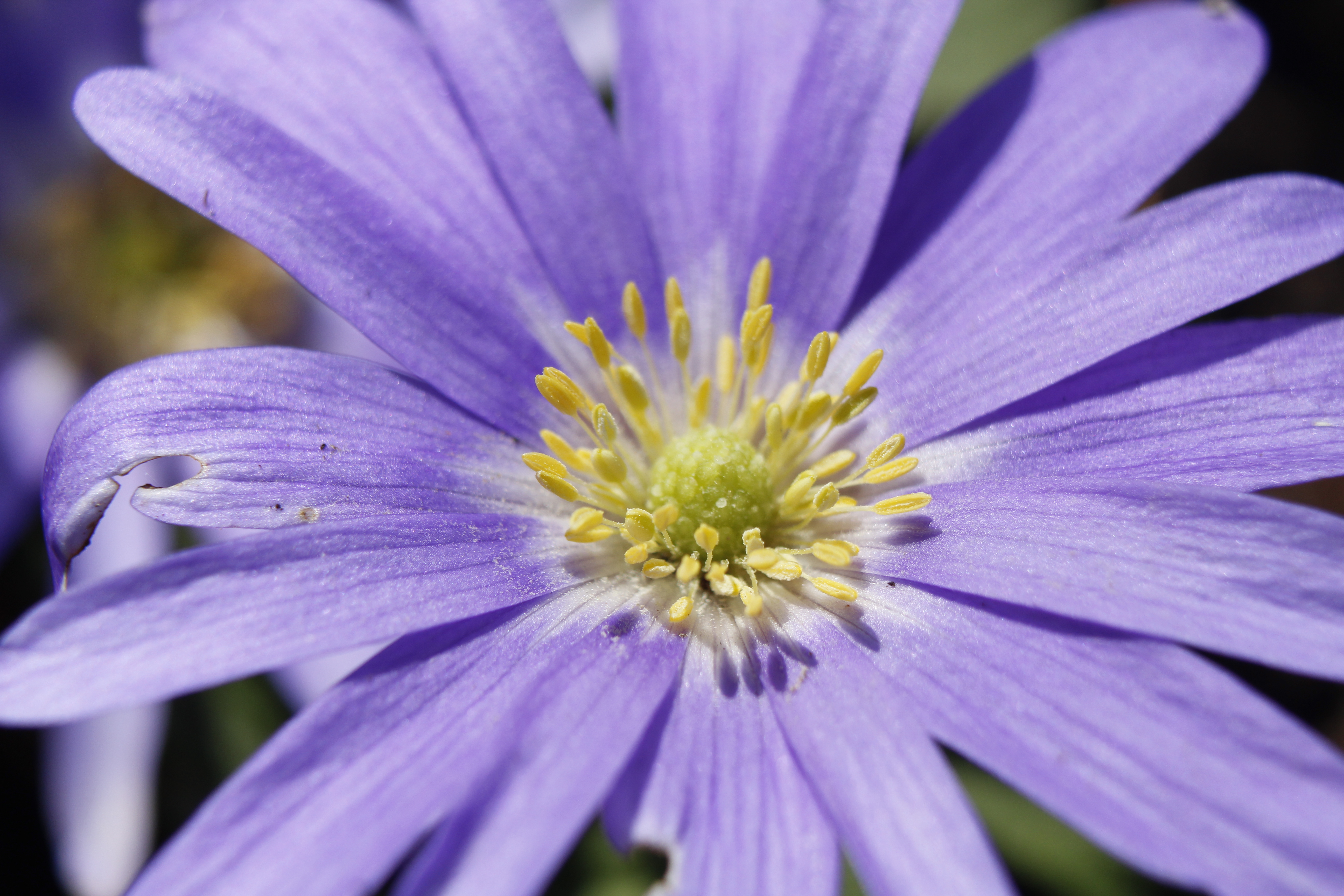 UZH Botanical Garden, Zurich, ZH, Switzerland ~ 3 April 2026