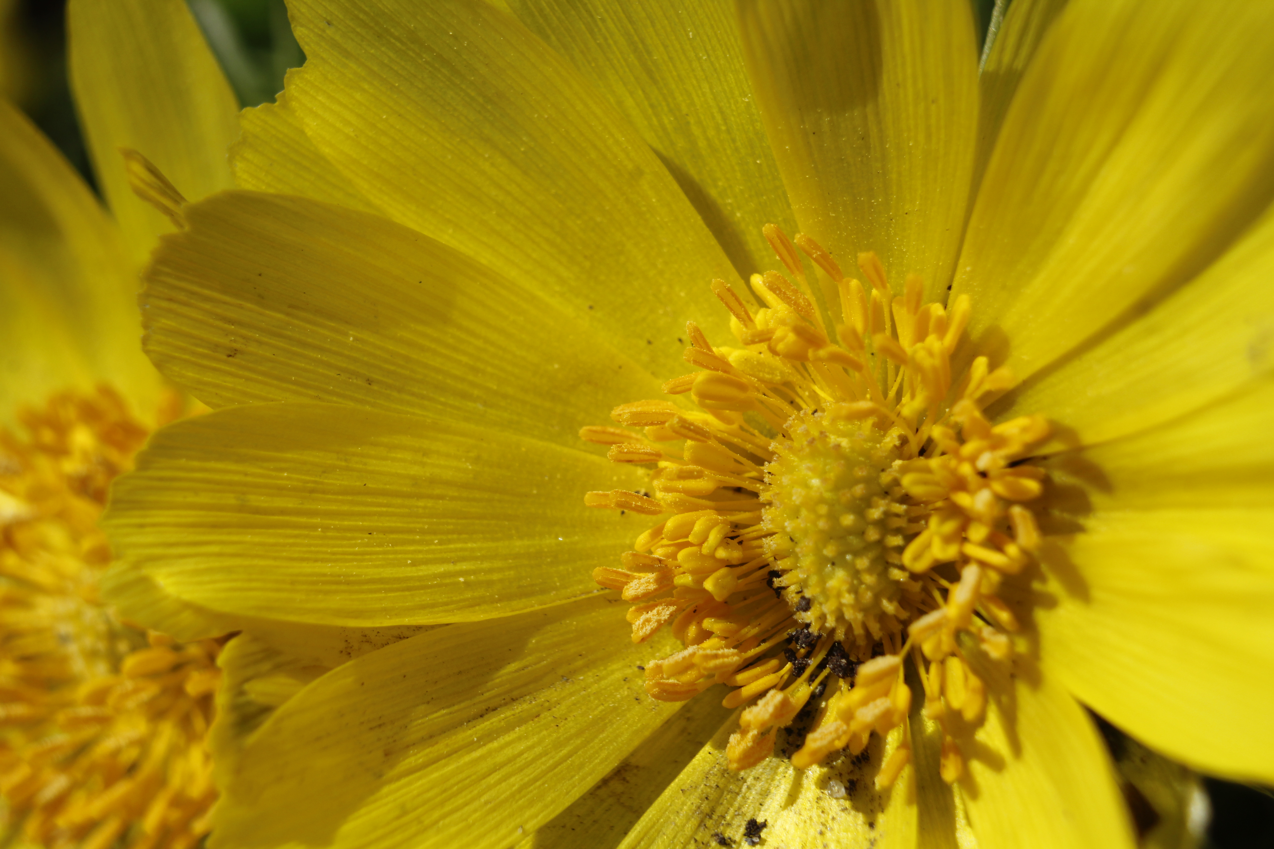 UZH Botanical Garden, Zurich, ZH, Switzerland ~ 3 April 2026