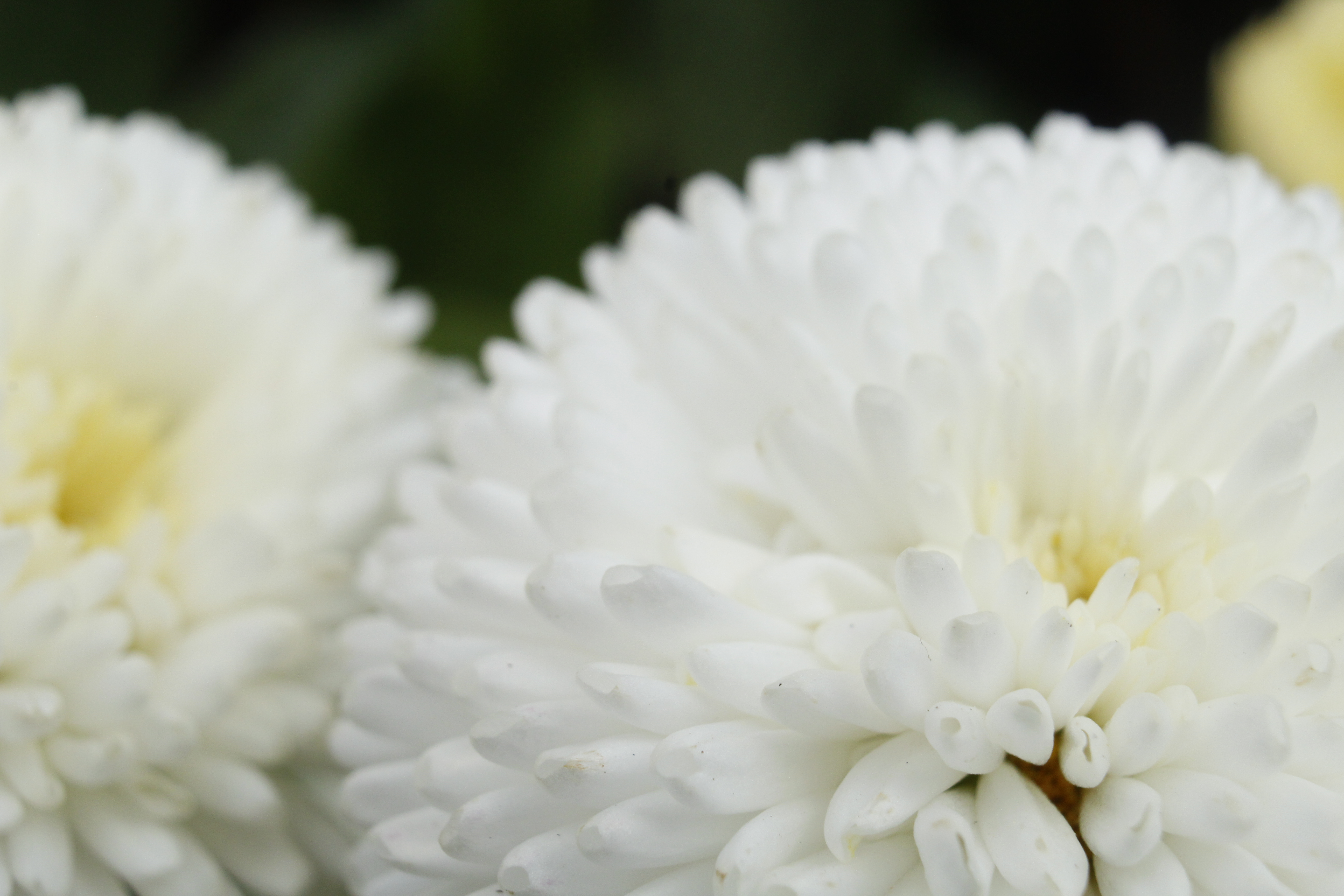 UZH Botanical Garden, Zurich, ZH, Switzerland ~ 3 April 2026